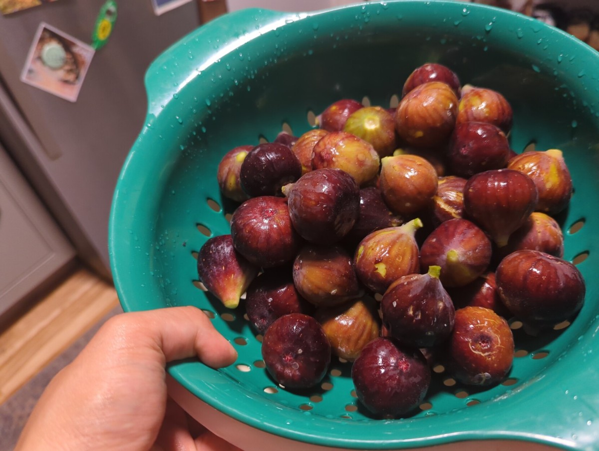 A whole lot of freshly picked figs that I just washed in a strainer