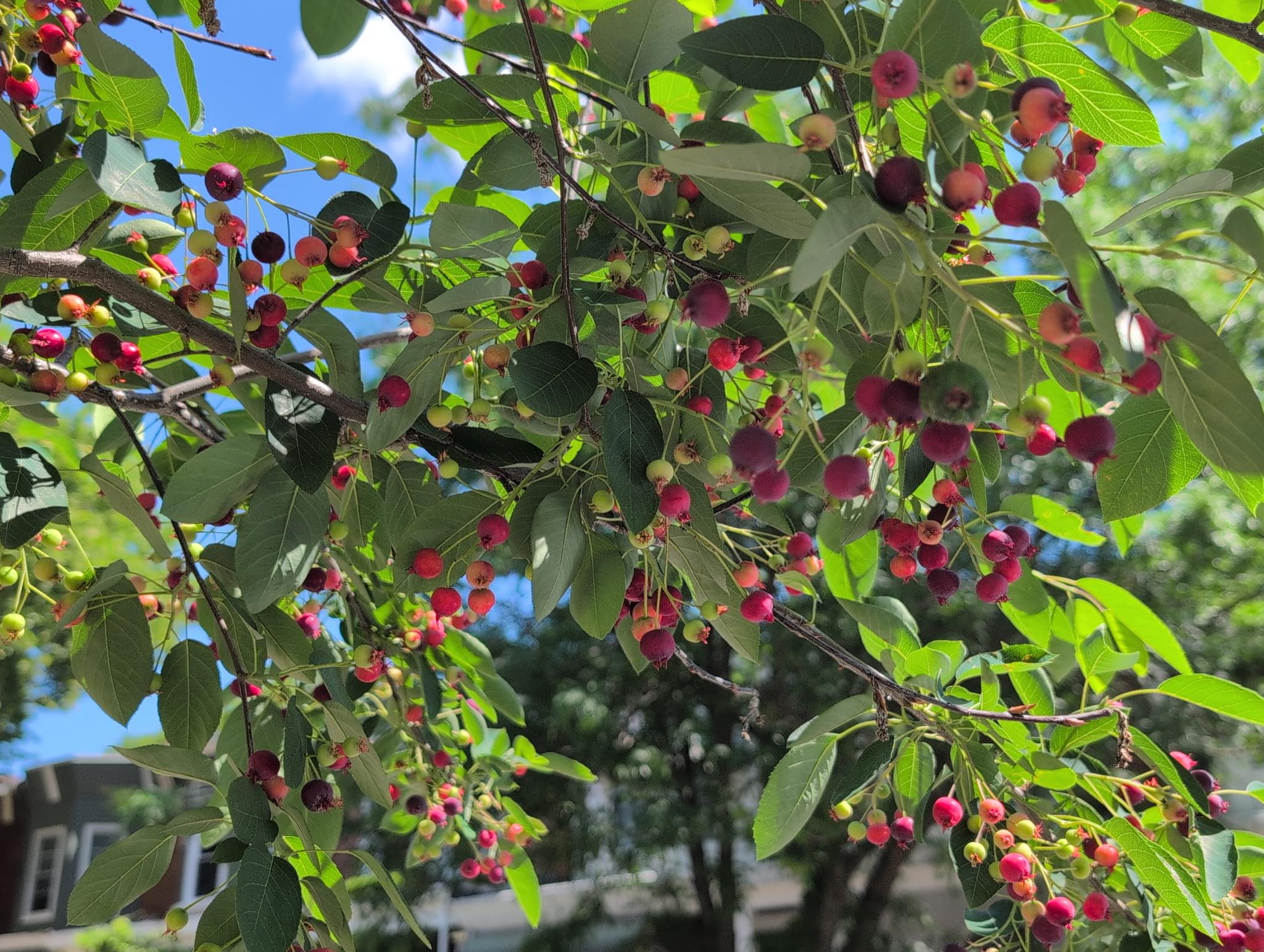Juneberries in different shades of red hanging on a tree branch.
